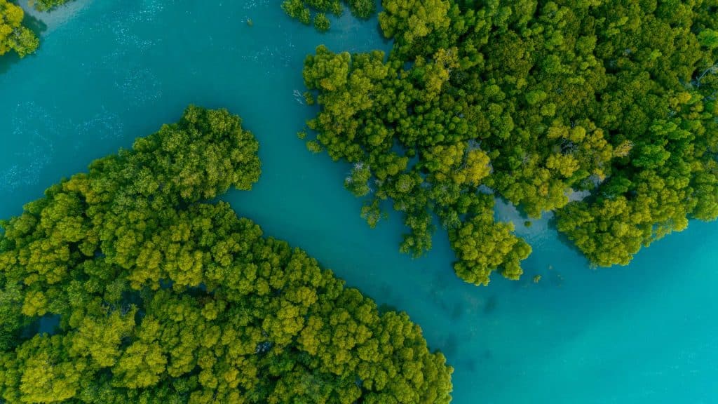 Mangroves